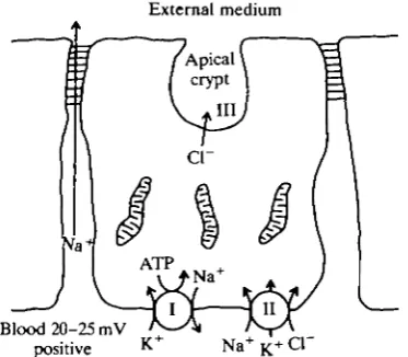 Fig. 6. A model for the teleost chloride cell (after Zadunaisky, 1984). (I) Thebasolateral Na+/K+-ATPase; (II) the basolateral Na+/K+/Cl" cotransporter; (in)chloride diffuses out down its electrochemical gradient at the apical crypt