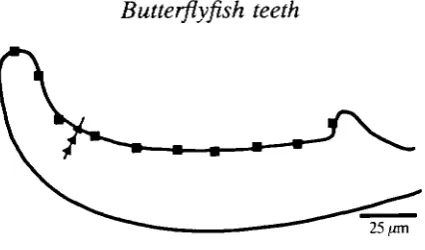Fig. 1. Schematic diagram of a thin section of a tooth cap showing the approximateposition of the sites examined by energy dispersive X-ray analysis