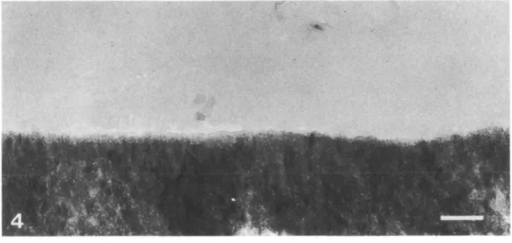 Fig. 3. Transmission electron micrograph of the cuticular layer (c) and underlyingsuperficial enameloid (se)