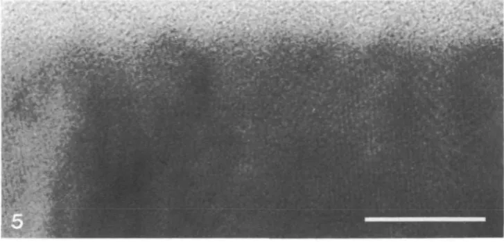 Fig. 5. High-resolution transmission^ micrograph of the cuticular layer showing thesmooth outer surface, (0002) and (1010) lattice planes running parallel and perpendicu-lar, respectively, to the surface