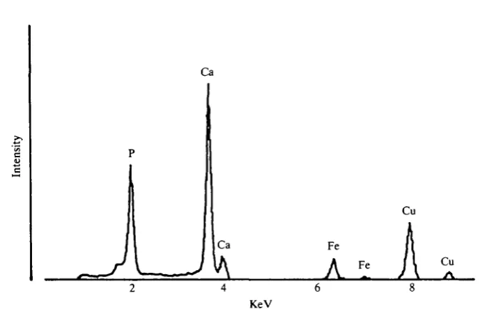 Fig. 8. TEM of the inner enameloid layer showing loosely packed, randomly orientedhydroxyapatite crystals