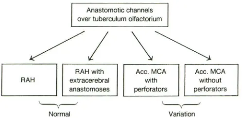 Fig. artery of Heubner; Ace. MCA accessory middle over = tuberculum olfactorium 9.-Various descendants of anastomotic channels = between anterior and middle cerebral arteries
