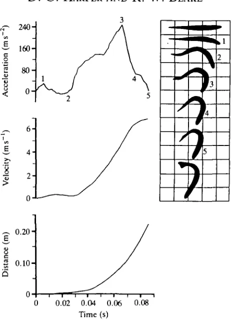 Fig. 5. Mechanical and kinematic data for the type I fast-start of Esox lucius(mass=0.377 kg, fork-length=0.376 m).
