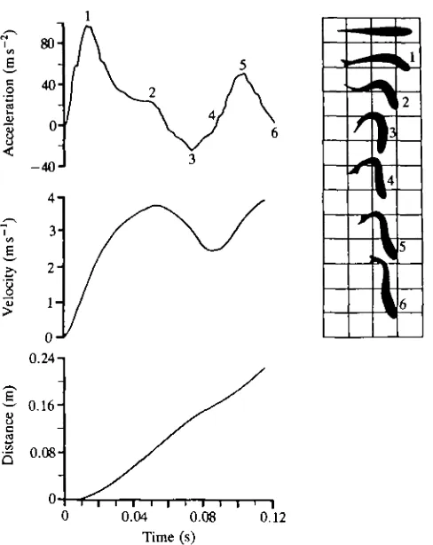 Fig. 4. Mechanical and kinematic data for the type II fast-start of Salmo gairdneri(mass=0.488 kg, fork-length=0.370m).
