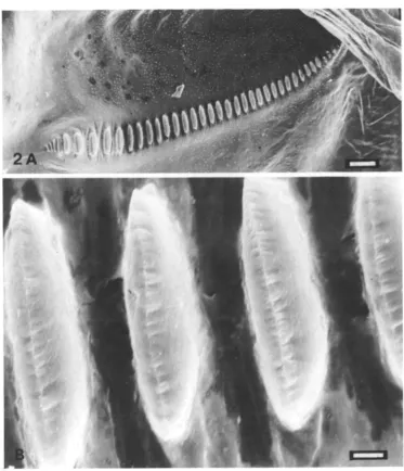 Fig. 2. Scanning electron micrographs of the file and file teeth of Poecilimon schmidti.(A) The entire file, distal end borne on inflated vein to the right