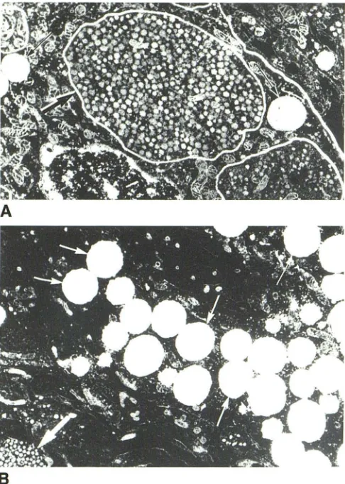 Fig. 3.-Electron increased in the dehydrated animal. Magnification: x26,400 and oxytocin tary neurosecretory axon terminals (boundaries drawn) containing vasopressin part x28micrographs of single pituicytes from posterior pitui-of normally hydrated (A) and