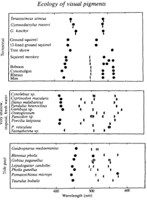 Fig. 6. Comparison between the visual pigments of terrestrial animals and those livingin very shallow fresh water and very shallow coastal water