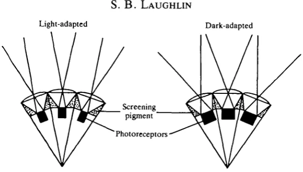 Fig. 1. Optical mechanisms trade off angular sensitivity for light capture during thedark adaptation of an apposition compound eye