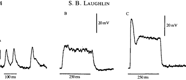 Fig. 2. (A) The photoresponse is composed of elementary events, quantum bumps,seen at low light levels in fully dark-adapted photoreceptors of the fly Calliphoravicina