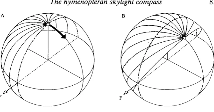 Fig. 10. Geometrical design of the distribution of analyser directions within the bee'sand ant's compound eye