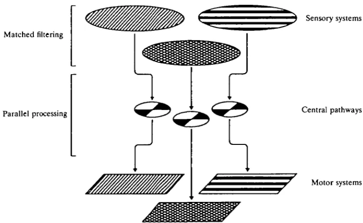 Fig. 11. Schematic representation of the general view entertained in this chapter:sensory coding in small brains relies heavily on matched filtering and parallelprocessing