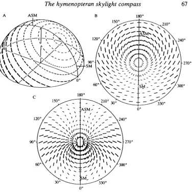 Fig. 1. Celestial e-vector pattern. (A) Three-dimensional representation. Elevation ofsun 60°