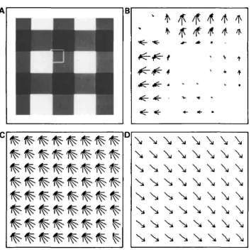 Fig. 3. Mimicking perception and single-cell behavior. (A)selective simple cellsofgratings, oriented orthogonalcoding, correspondingsignificantly different from zero;wellcorner, is similar to the perceptionare plotted Two superimposed square to each other,