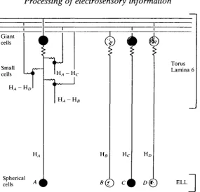 Fig. 6. Lamina 6 of the torus semicircularis contains small cells which code differentialphase between signals arriving from different points, A,B,C,D, on the body surface.Spherical cells of the ELL (see Fig