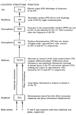 Fig. 1. The flow of information controlling the jamming avoidance response (JAR) inEigenmannia.contained in the pattern of amplitude and phase modulations distributed over the The fish generates a continuous, nearly sinusoidal electric organdischarge (EOD)