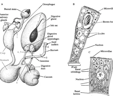 Fig. 1. The anatomy of the digestive tract of Octopusthe back of the abdomen. The ducts on the caecum side were ligated