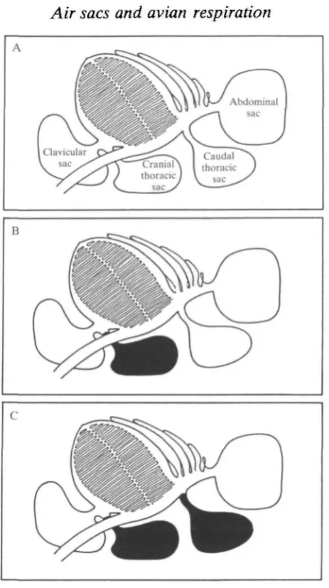 Fig. 1. Scheme of air sac blocking experiments. (A) controls; (B) CRT group;(C) CRT-CT group
