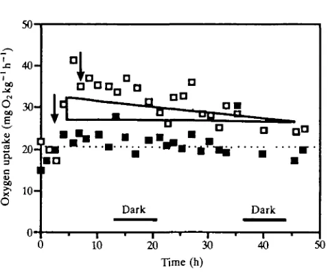 Fig. 5. Example of consecutive recordings of oxygen uptake for a fed (•) and unfed(•) animal at 6°C over abut in all cases respiration rates after feeding fall back to resting levels in aboutfound which are probably caused by spontaneous activity
