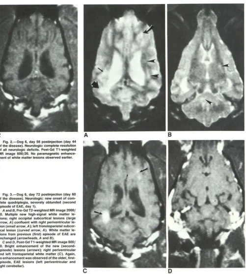 Fig. 2.-00g the 6, day 56 postinjection (day 44 disease). Neurologic: complete resolution 
