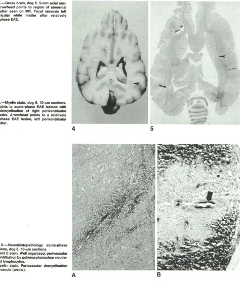 Fig. 4.-Gross tions. periventricular white brain, dog 6. 5-mm axial sec-Arrowhead points to region of abnormal matter seen on MR
