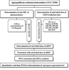 Fig. 1: Flowchart of the experimental steps 