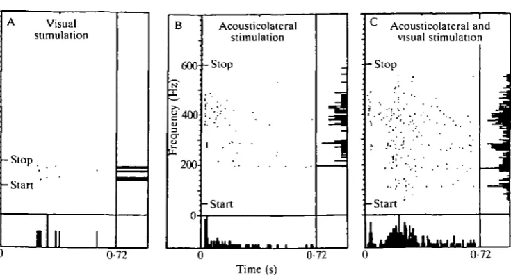 Fig. 6. Visuo-acousticolateral non-linear interaction in a bimodal, non-spontaneoustorus unit