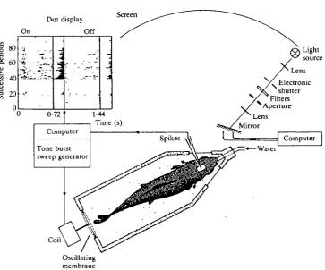Fig. 1. Schematic view of the experimental set-up for recording responses from thetrout to visual (and acousticolateral) stimulation