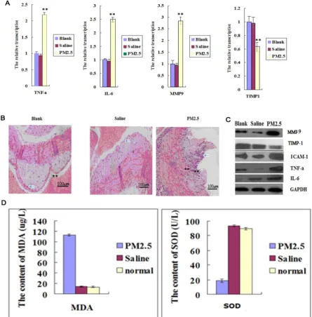 Figure 1.The effects of multiple exposures to PM2.5 on the vascular structure, inflammation and oxidative stress