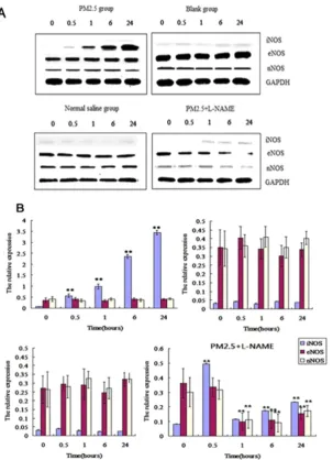 Figure 5. The dynamic effects of single exposure to PM2.5 on NOSs in vessel. (A) Western blot analysis for the protein level of NOSs in vessel (n=4)