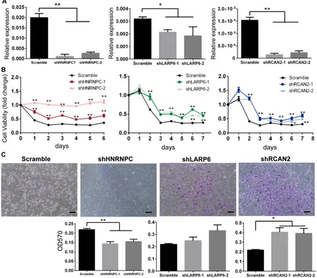 Figure 5. Knockdown of HnRNPCverifications of shRNA knockdown of (C) Transwell showed down-regulation of , LARP6 and RCAN2 in FAD H9-NCCs in vitro model increased the viability of H9-NCCs