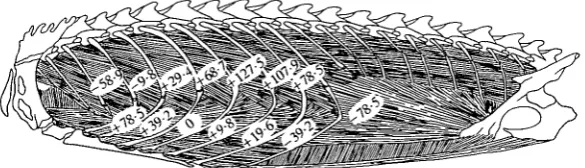 Fig. 3. Changes in thoracic pressure that results from stimulation of small segments ofthe intercostal musculature in an individual of Iguana iguana