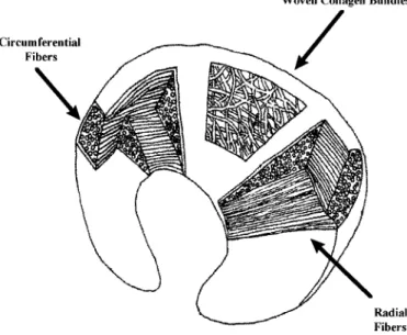 Figure 4. Meniscal collagen configuration.
