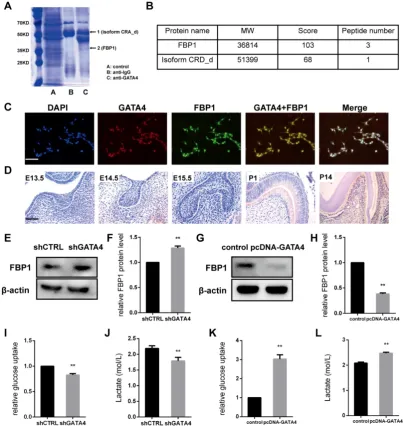 Figure 6. GATA4 enhanced glycolysis by negatively regulating FBP1 in DPSCs. (deviation; n = 3