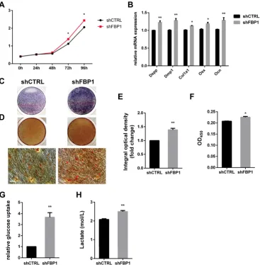 Figure 7. Effect of FBP1 on proliferation, odonto/osteogenic differentiation and glycolysis of DPSCs