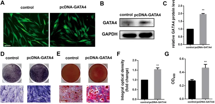 Figure 5. Overexpression of GATA4 in DPSCs increased the odonto/osteogenic ability. (A) DPSCs infected with lentivirus control and pcDNA-GATA4 were observed under a fluorescence microscope (Bar: 50 μm)