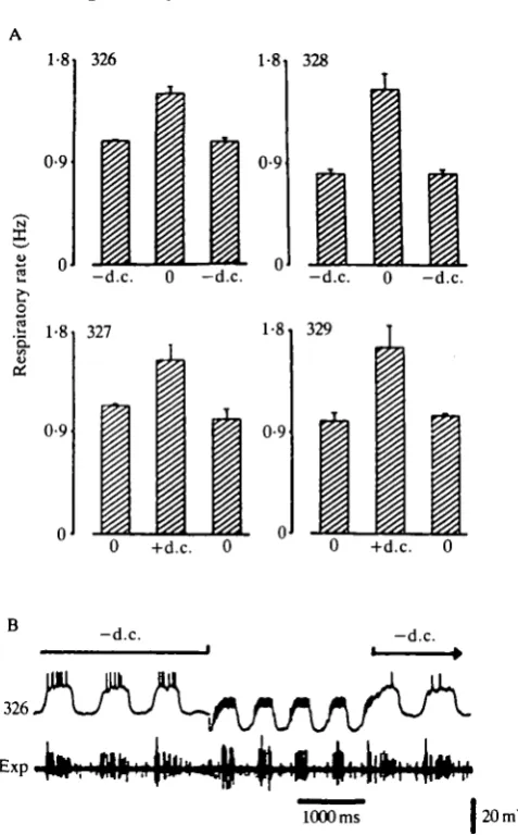 Fig. 3. Activity increase in the descending interneurones causes an increase in therespiratory rate
