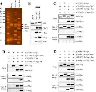 Figure 3. CtBP2 formed transcriptional complexes with p300 and c-Jun or c-FOS. (A) In vivopCDNA3-6pCDNA3-6 pull-down of the Flag-c-Jun- and c-FOS-associated complexes