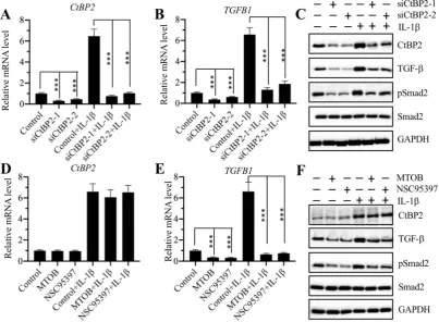 Figure 5. Knockdown of CtBP2 caused the repression of TGFB1. (A) The CtBP2 mRNA level