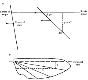 Fig. 2. (A) A wing travelling along a stroke plane with angle of pitch 45°. The centreof mass is behind the torsional axis and so does not move along the same line