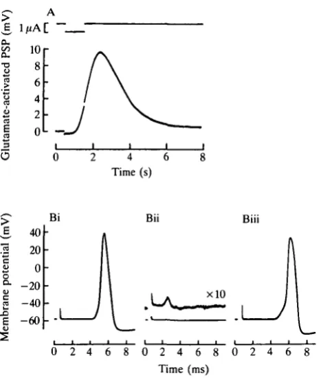 Fig. 1. Postsynaptic actions of L-glutamate. (A) Depolarization of the postsynapticmembrane in response to ionophoretically applied L-glutamate (ljuA, Is pulse).exposure to ASW containing lOmmoll"' sodium glutamate
