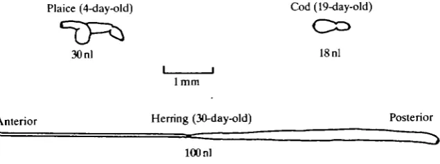 Fig. 4. The uptake of water, equivalent to [3H]dextran accumulation, of 19-day-oldcod larvae in 32%o (O) and 16%o sea water (•); each point represents a single sample;the number of larvae in each sample is given in parentheses; the gut volume wasmeasured in 19-day-old larvae.