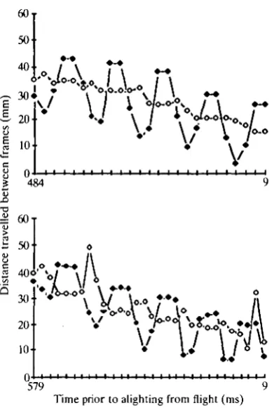 Fig. 7. Distances travelled by head (•) and body (O) in inter-frame intervals(1 interval = 19 ms) as a function of time during landing flight for bird G (above) andbird F (below).
