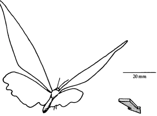 Fig. 6. Tracing from high-speed cine' film of Papilio rumanzovia during a glide,showing the unlinked fore- and hindwings