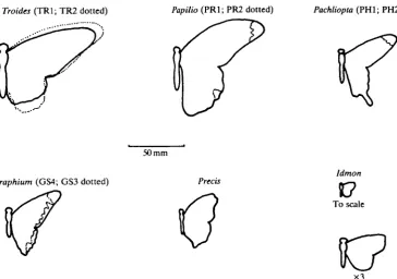 Fig. 1. Outlines to scale of the body and right-hand wing couple of the six species fullyinvestigated.