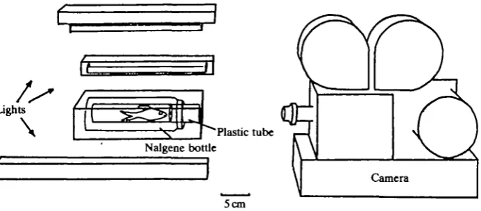 Fig. 1. Testing chamber for behavioural measurements. The fish is enclosed in theplastic tube, with a plastic gate across the front