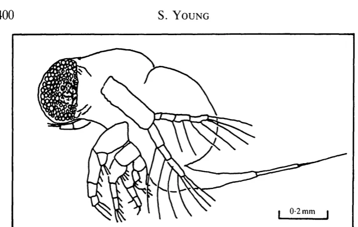 Fig. 1. Polyphemus in a typical swimming position, viewed from the side.