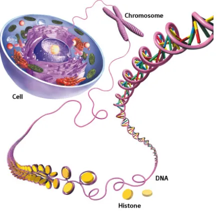Gambar 3.3 DNA dalam nuklues sel (adaptasi) Sumber: National Human Genome Research Institute, 2011 