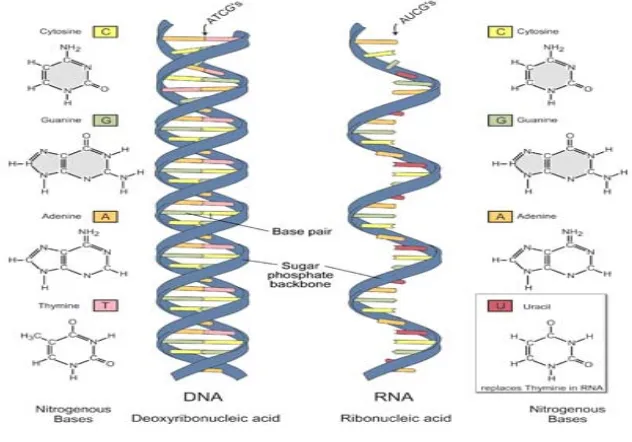 Gambar 3.5 Struktur DNA dan RNA (adaptasi dari) 