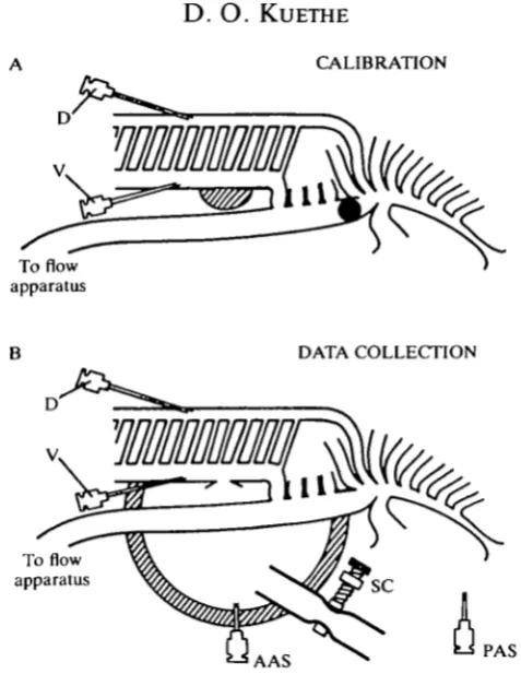 Fig. 2. (A) During the calibration procedure, the cranial air sac openings were sealedshut (hatching) and the primary bronchus blocked between the orifices of the