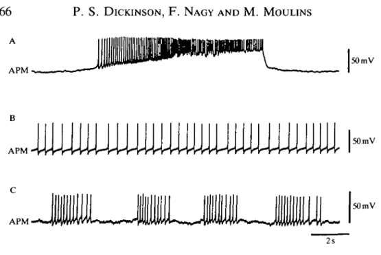 Fig. 8. Tonic activity in APM induces a gastric rhythm, the intensity of which is a function of spike frequency in APM